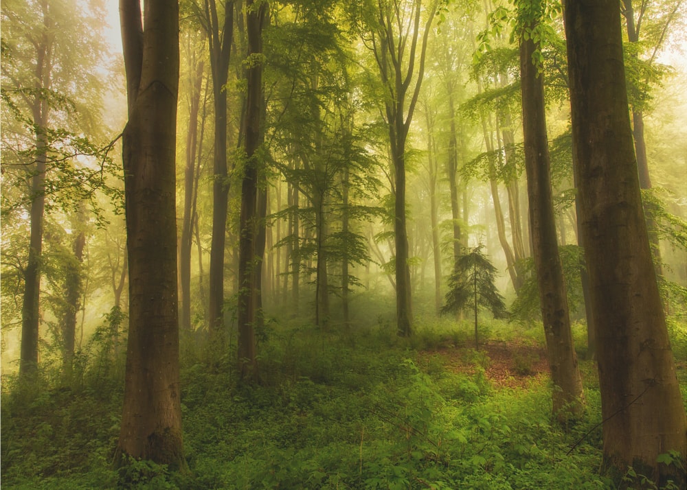 Misty Forest Sunlight