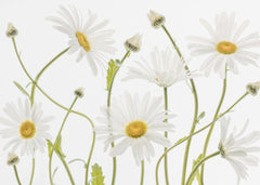 Blommor Ox eye Daisies – kvalitetsprodukt för ett vackrare och mer hållbart hem