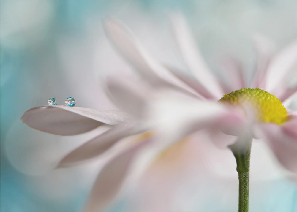 Tiny duo
