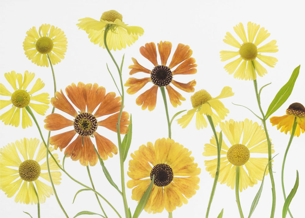 Helenium