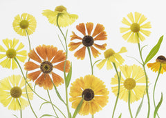 Blommor Helenium – kvalitetsprodukt för ett vackrare och mer hållbart hem
