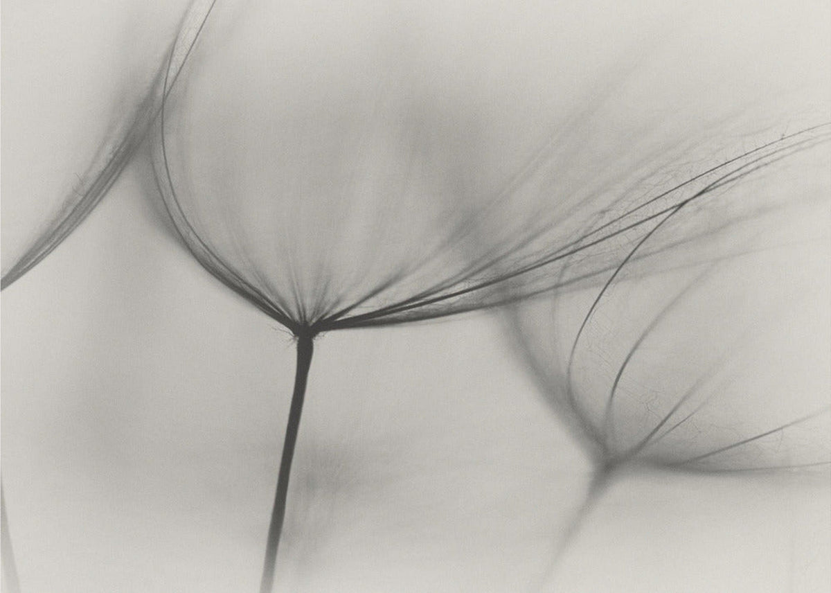 Tragopogon