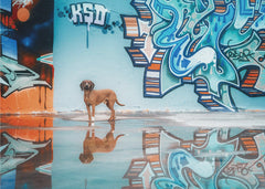 Graffiti To understand blue you must first understand yellow and orange” (Vincent van Gogh) – kvalitetsprodukt för ett vac...