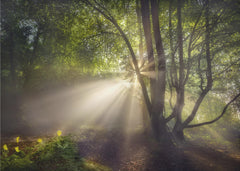 Skog The morning light – kvalitetsprodukt för ett vackrare och mer hållbart hem