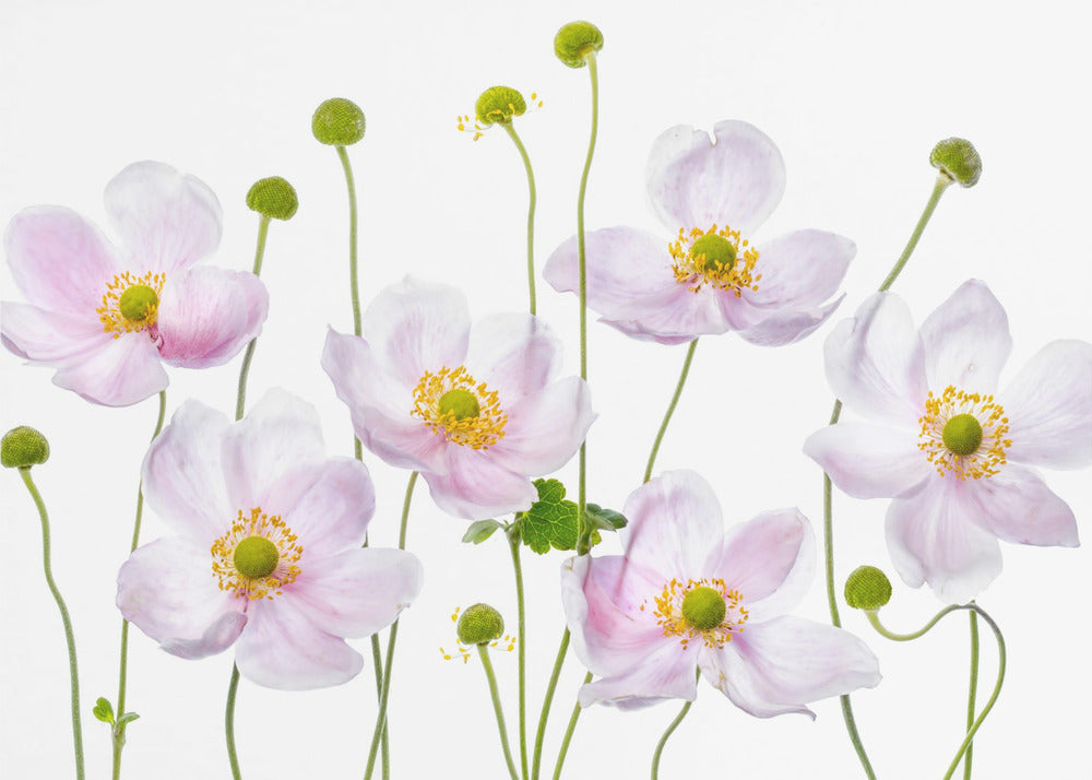 Japanese Anemones