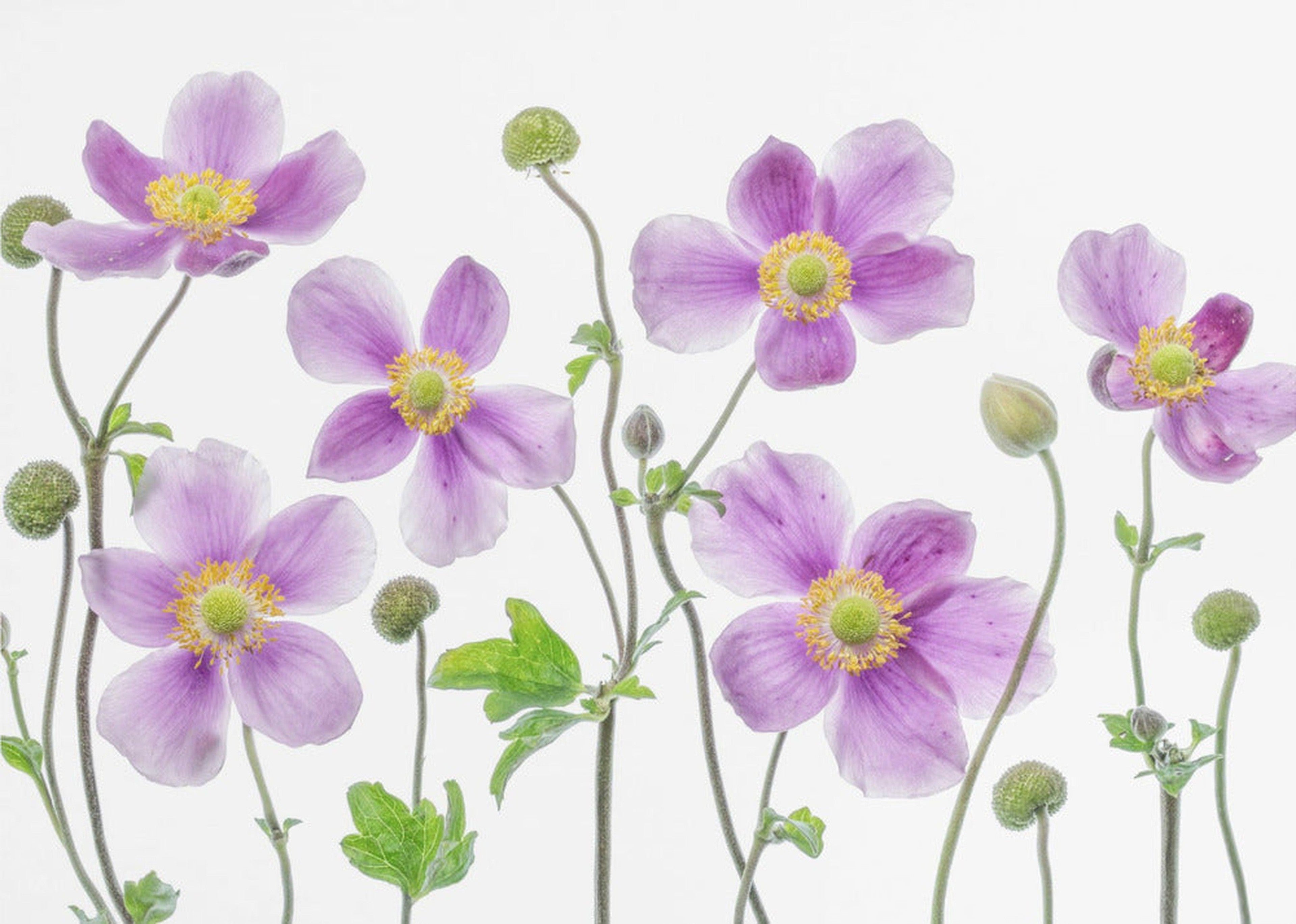 Anemone Japonica