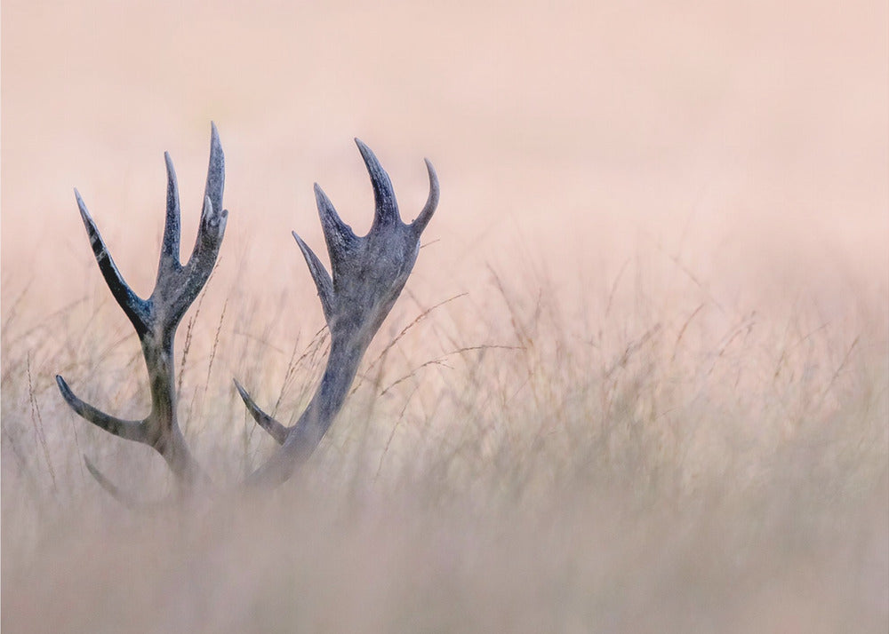 Hide &amp; Seek  ( Horn of Stag)