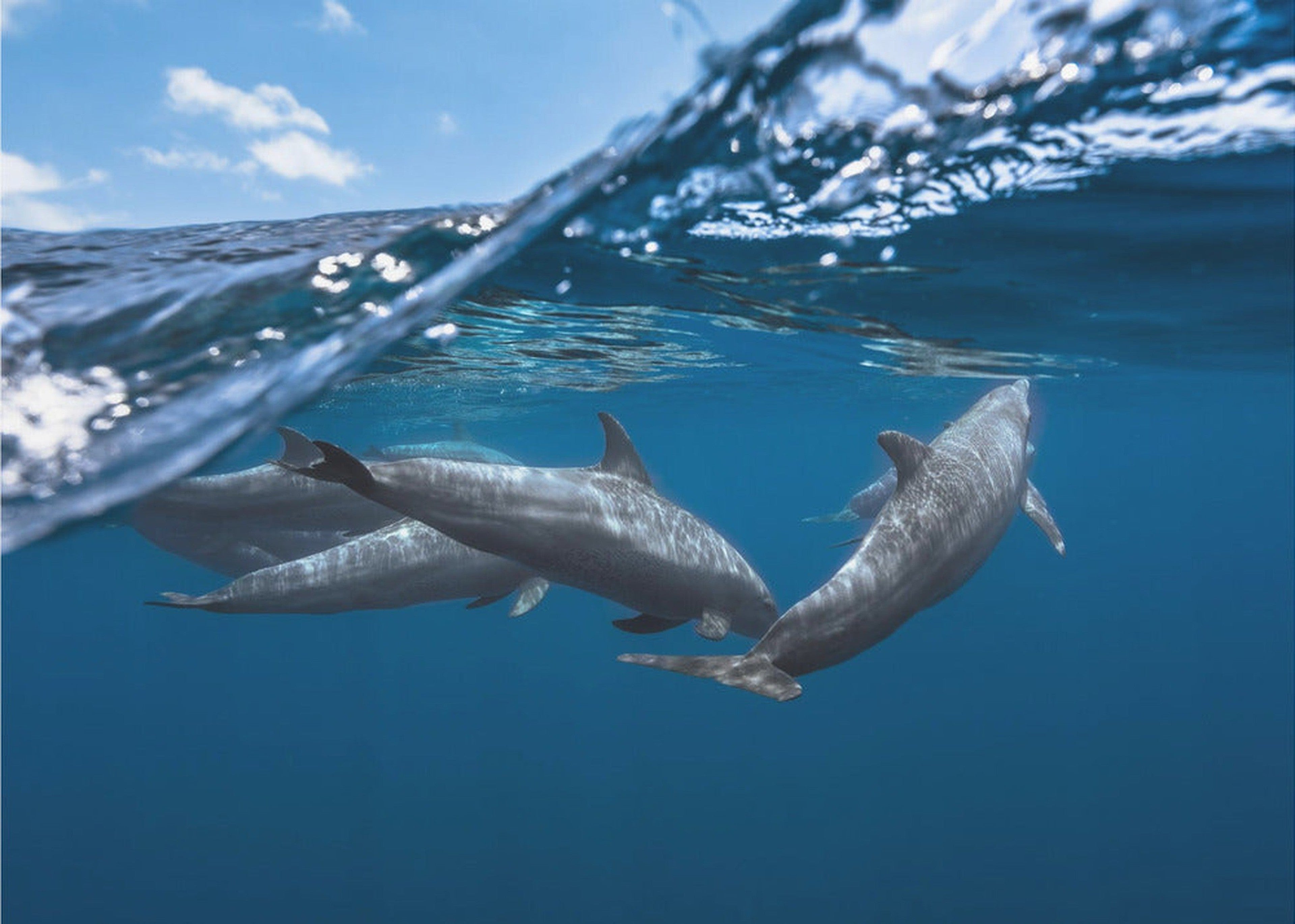 Dolphins