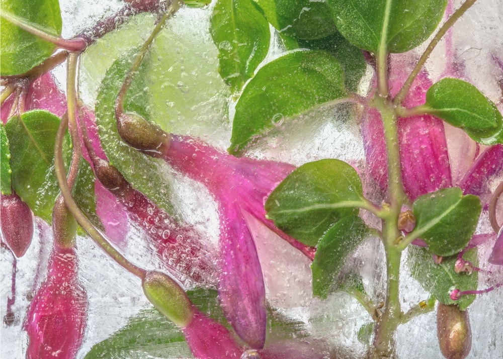Fuchsia freeze