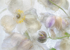 Anemone frost