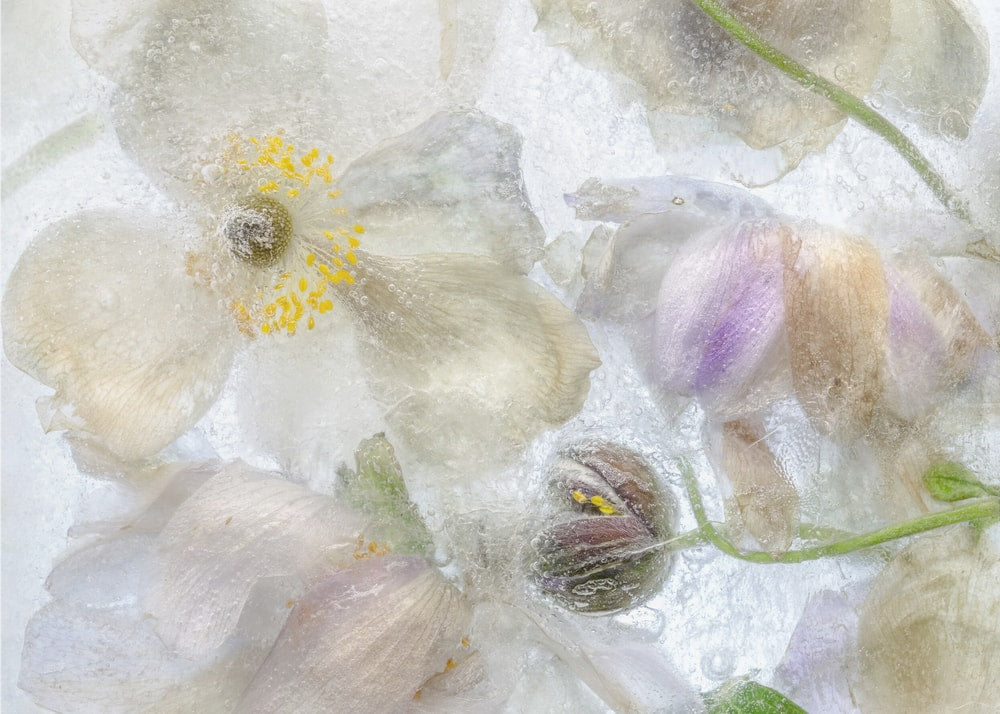 Anemone frost