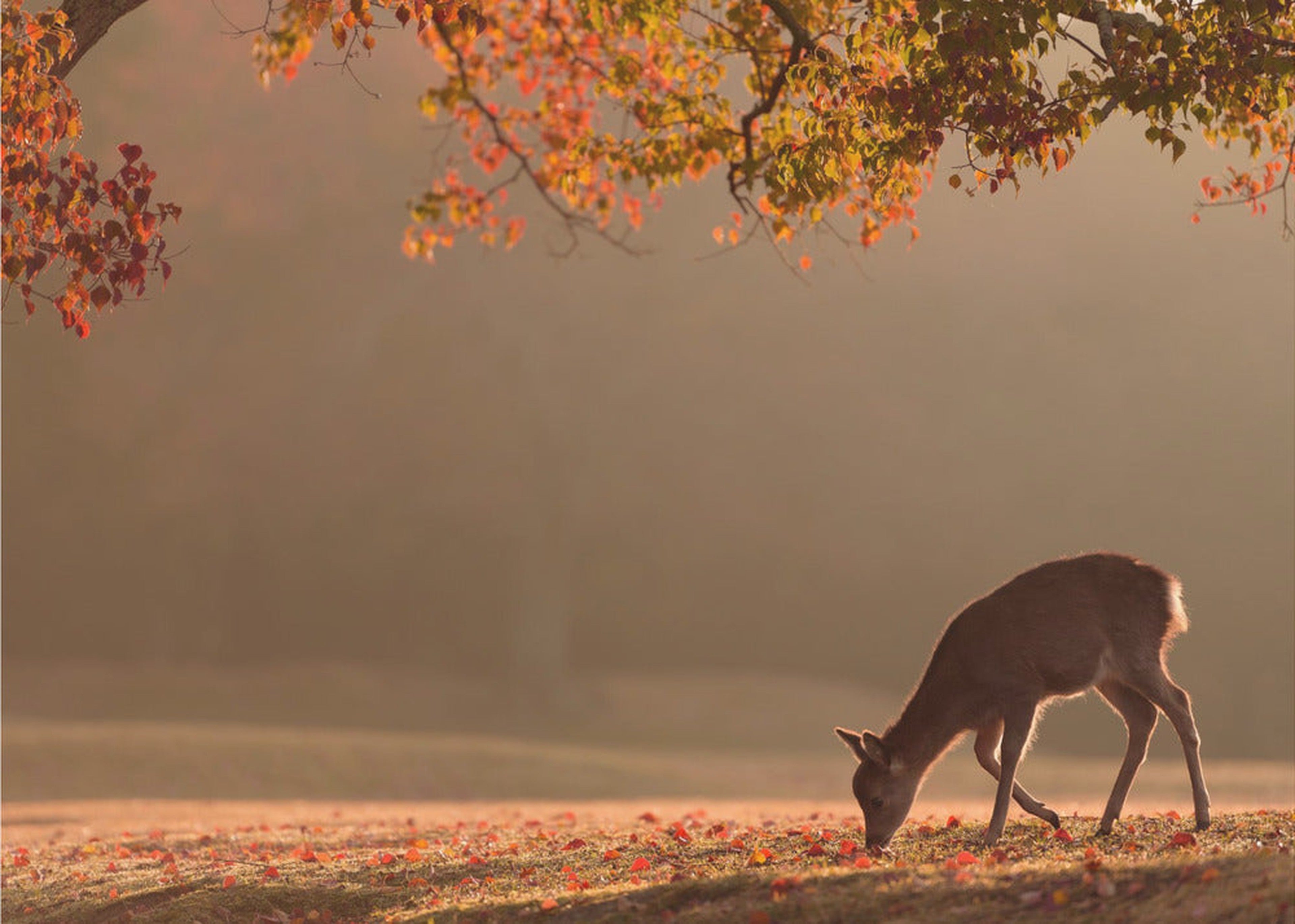 First Autumn