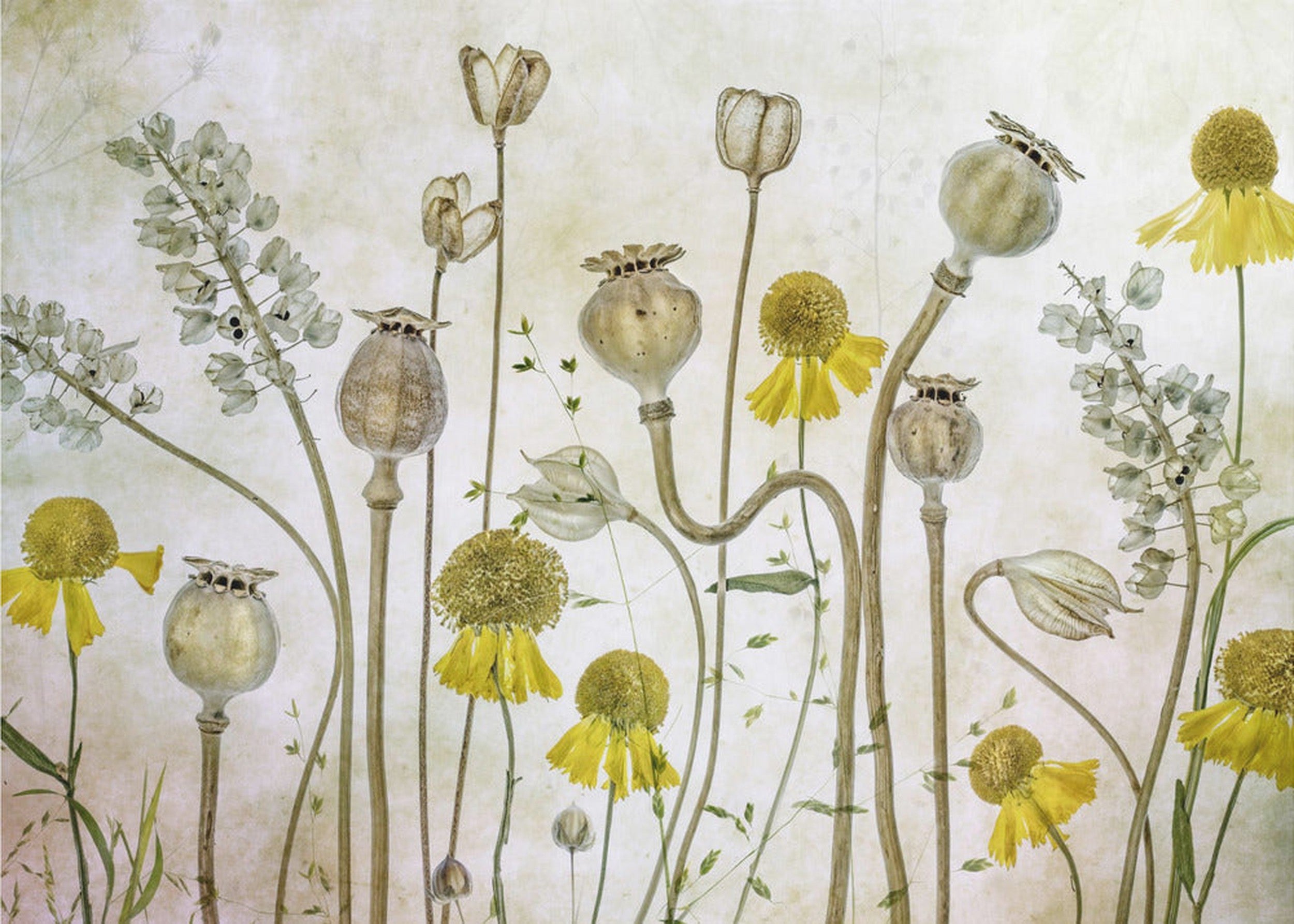 Poppies and Helenium