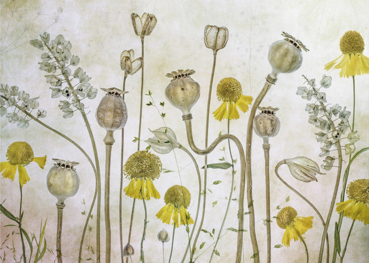 Poppies and Helenium