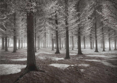 Skog The onset of winter – kvalitetsprodukt för ett vackrare och mer hållbart hem