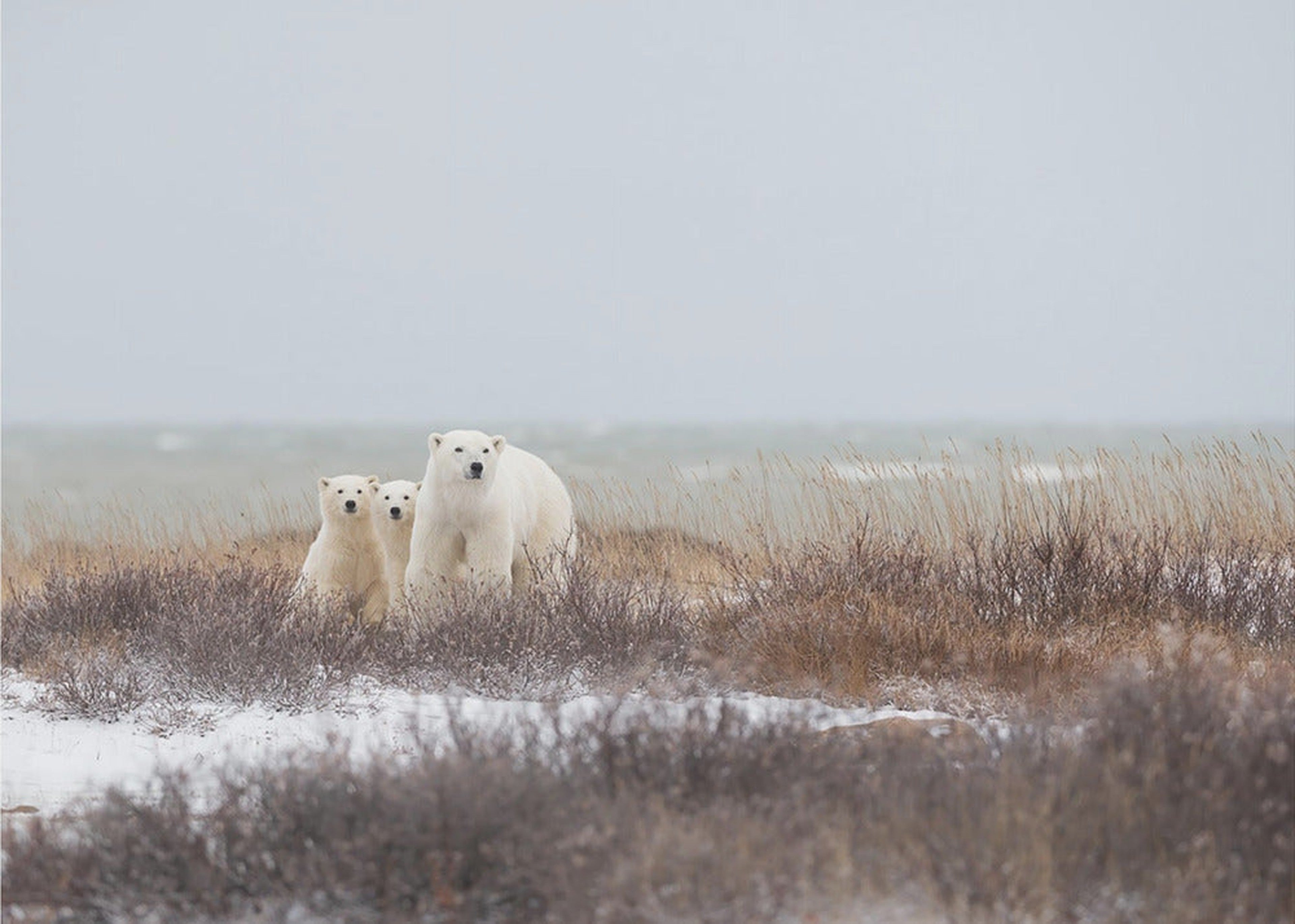 Mother &amp; cubs at the seaside