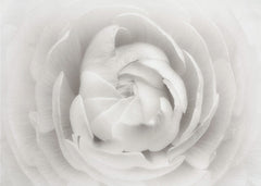 Soft White Petals