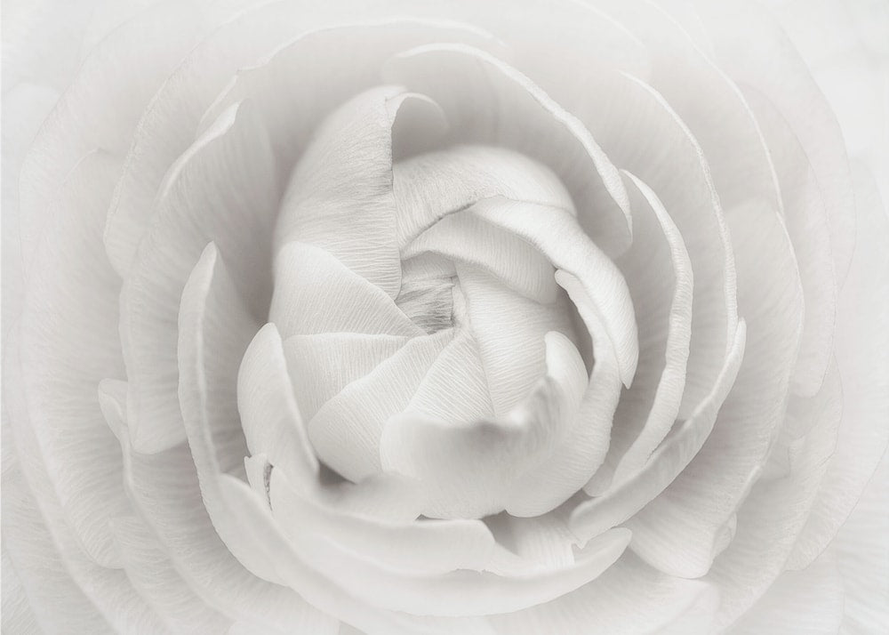Soft White Petals