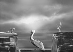 Bilar COMTEMPLATING THE PELICAN – kvalitetsprodukt för ett vackrare och mer hållbart hem