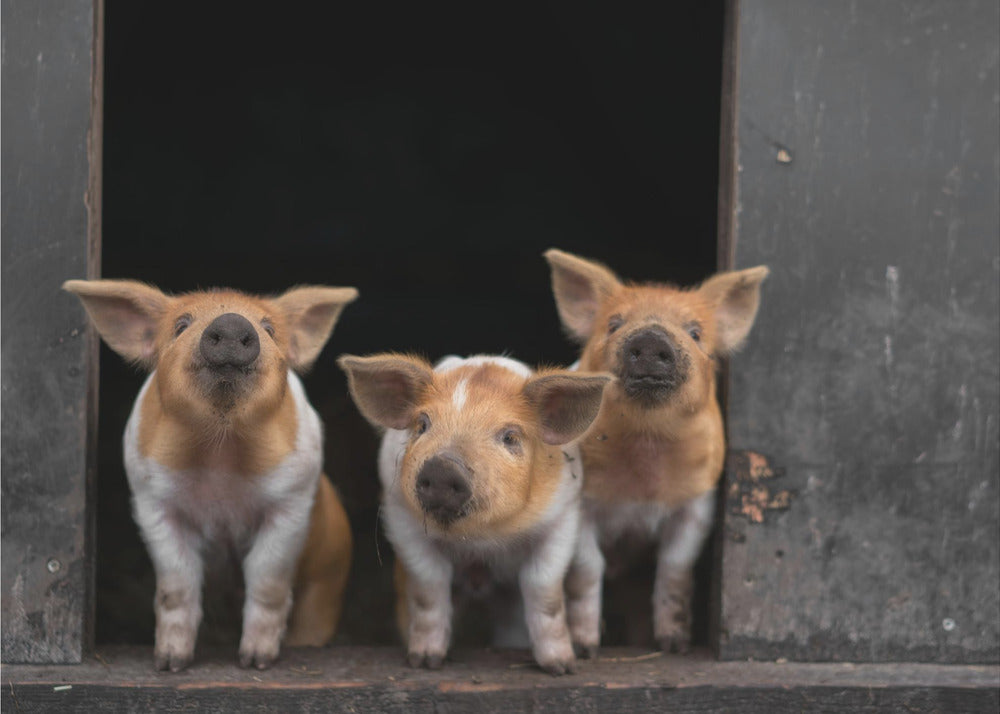 3 - Piglets Photo Wallpaper with curious little piglets