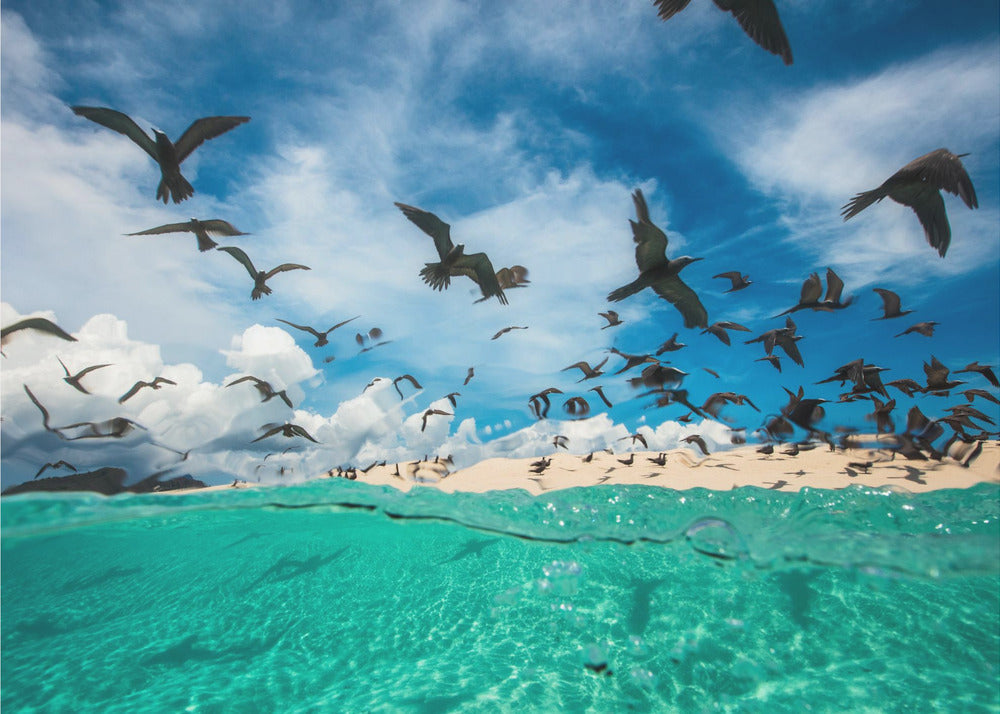 Ocean bird