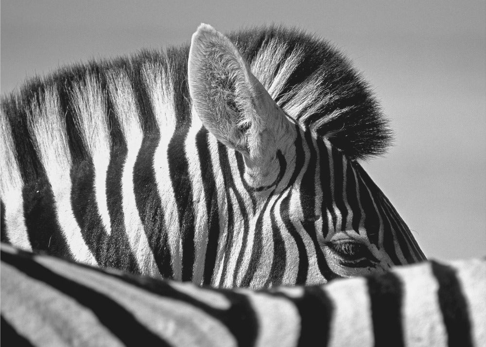 Curious Zebra