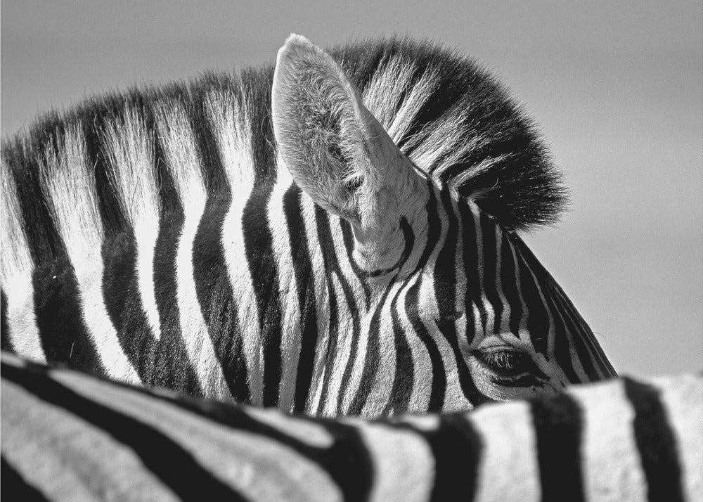 Nyfiken Zebra
