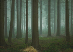 Skog The Cold Dark Days of Winter – kvalitetsprodukt för ett vackrare och mer hållbart hem