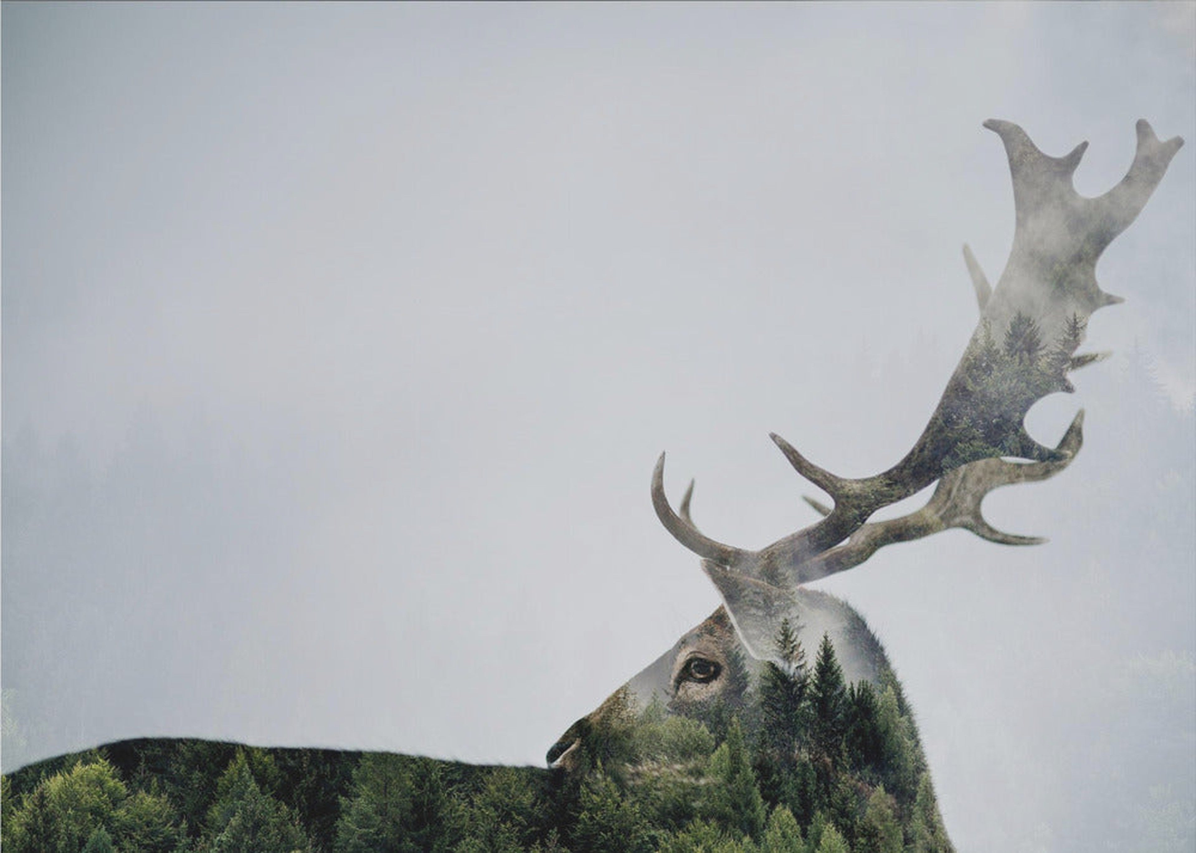 Antler Double-exposed