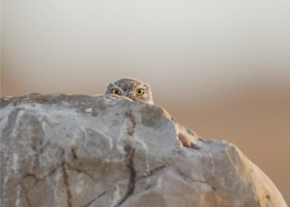 little owl