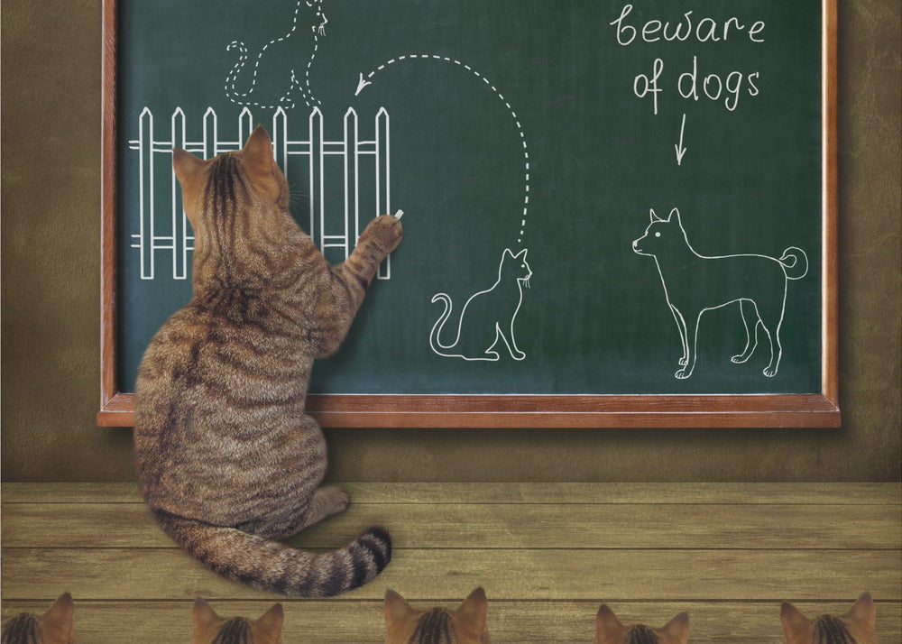 Cat teacher and his pupils... :)