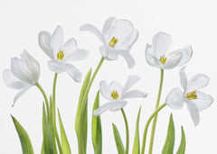 Blommor White Tulips – kvalitetsprodukt för ett vackrare och mer hållbart hem