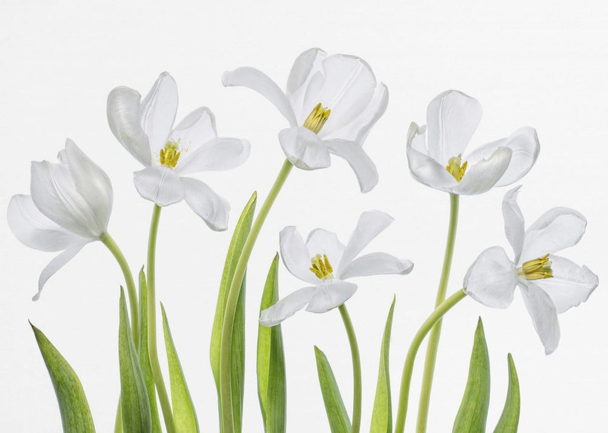 Hvite tulipaner