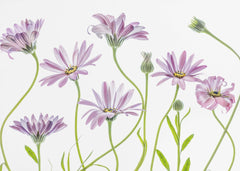 Blommor Cape Daisies – kvalitetsprodukt för ett vackrare och mer hållbart hem