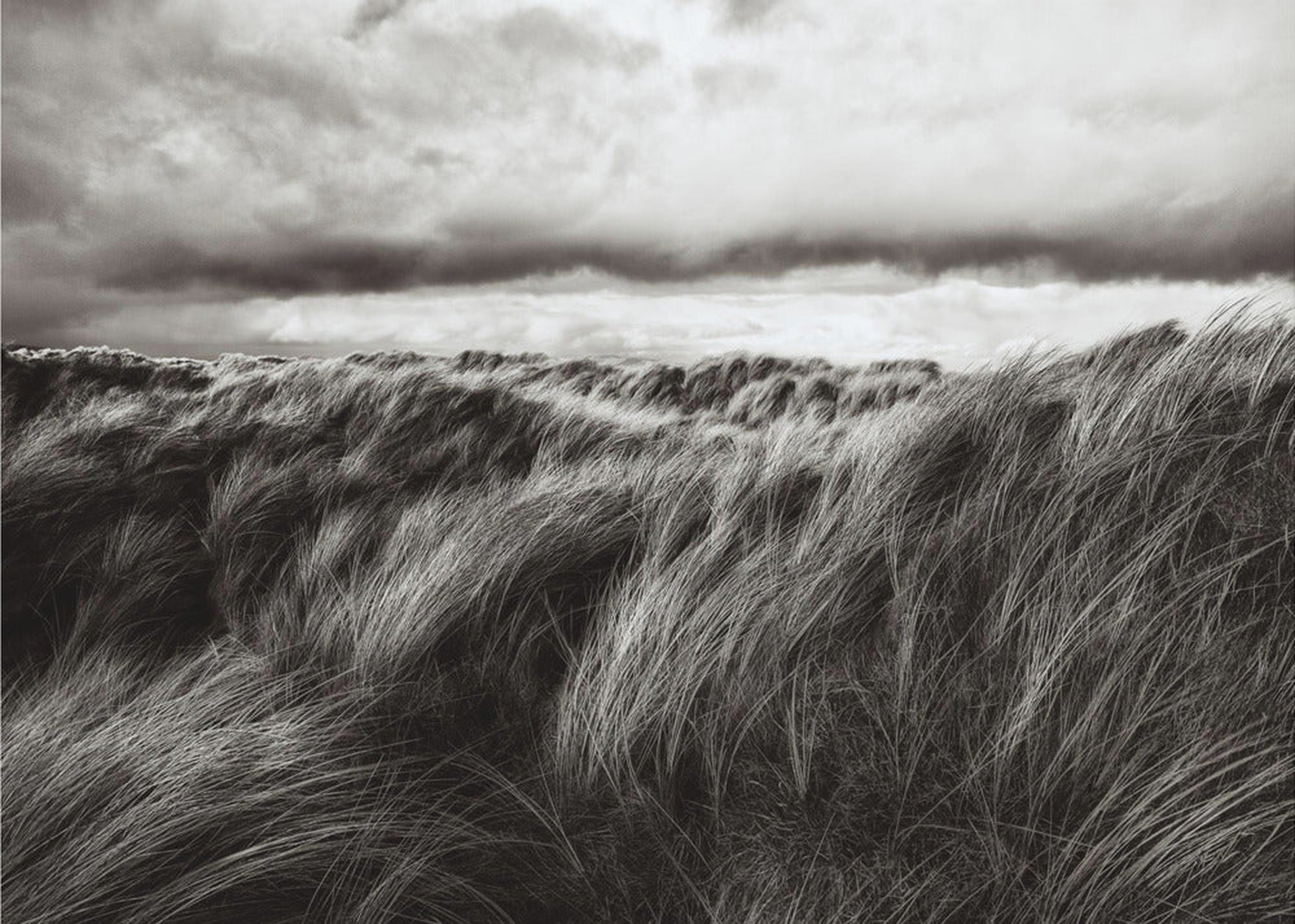 Dunes of grass