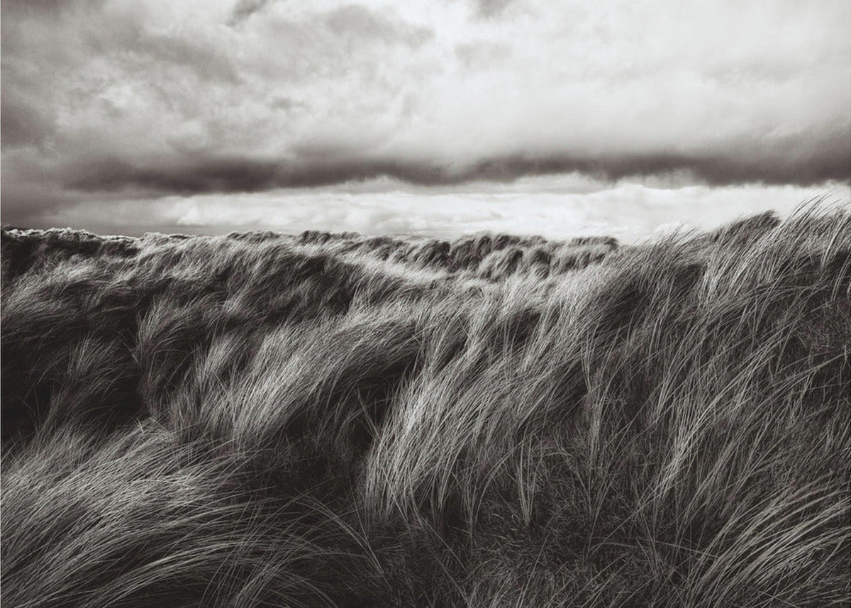 Dunes of grass