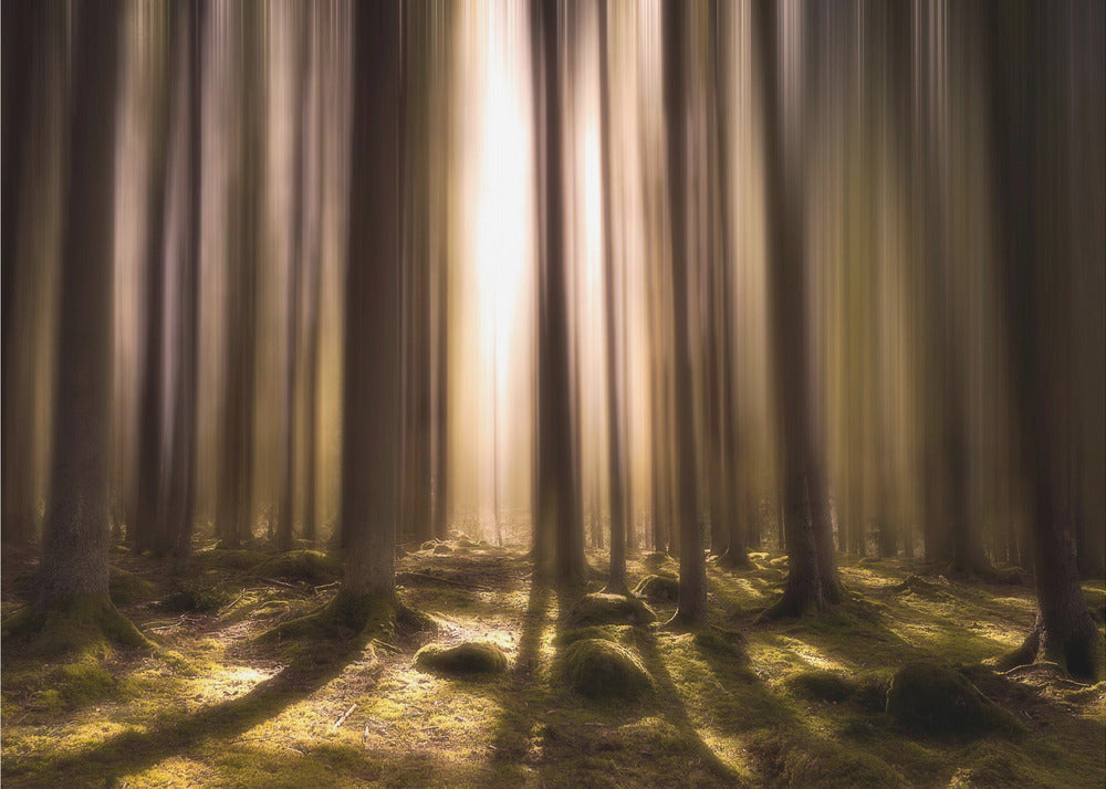 Breath of life - Fototapet med mystisk skog i grönt