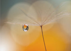 Delicate Dandelion Dew