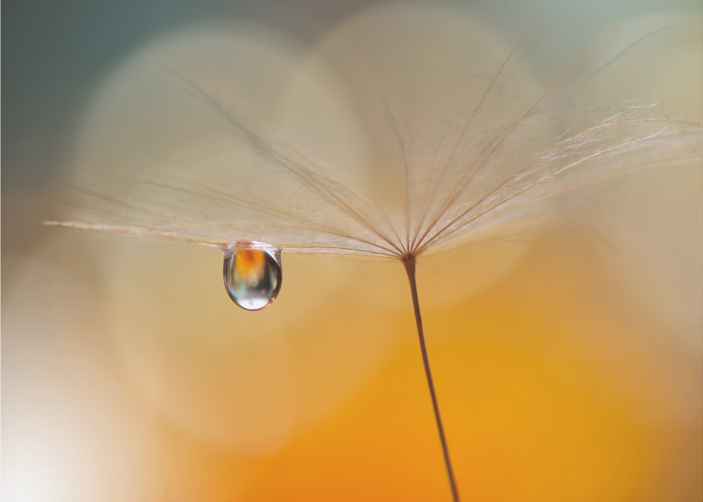 Delicate Dandelion Dew
