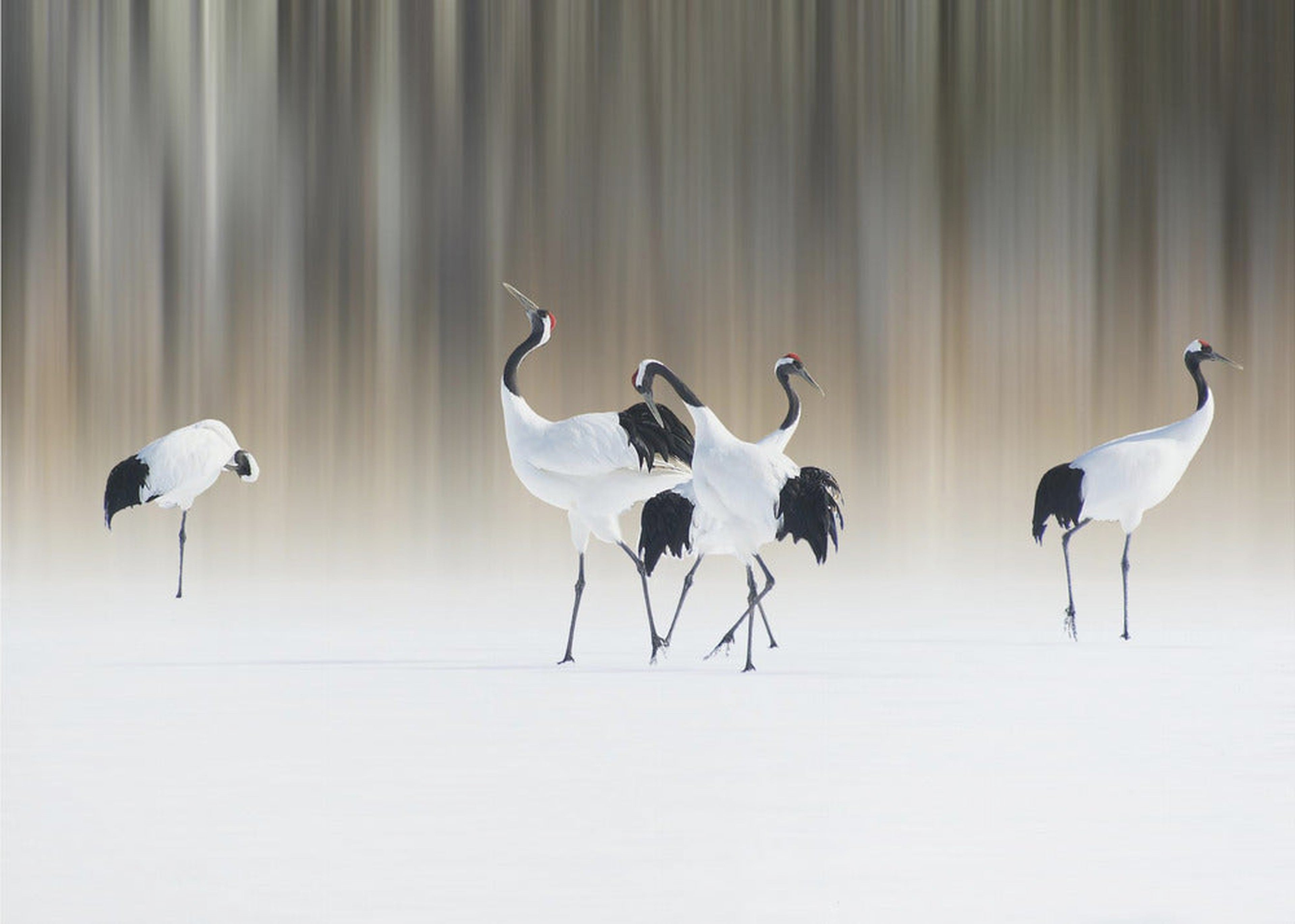 Red-crested white cranes