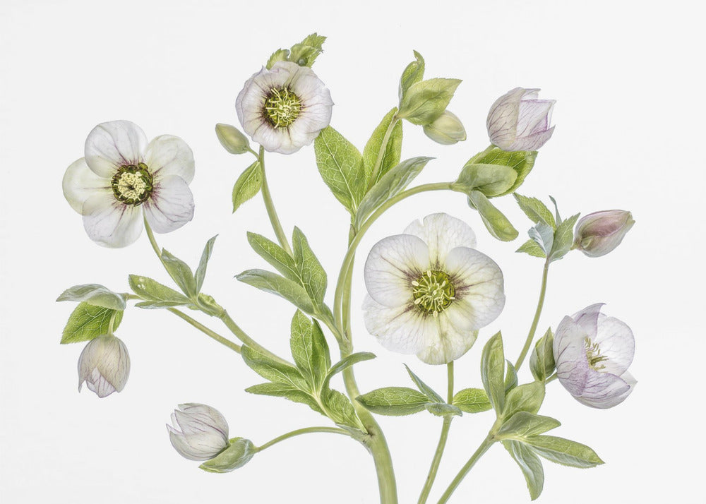 Hellebore