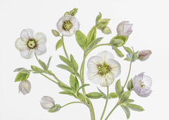 Blommor Hellebore – kvalitetsprodukt för ett vackrare och mer hållbart hem