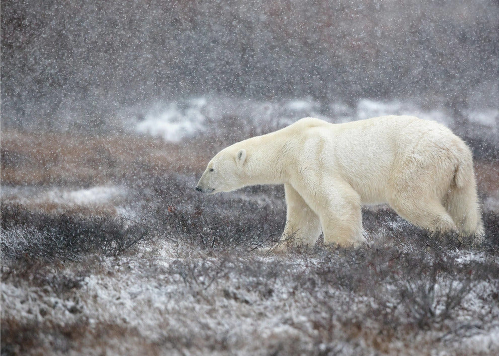 Snowing Time