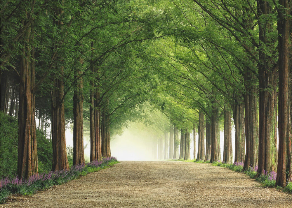 Metasequoia Road