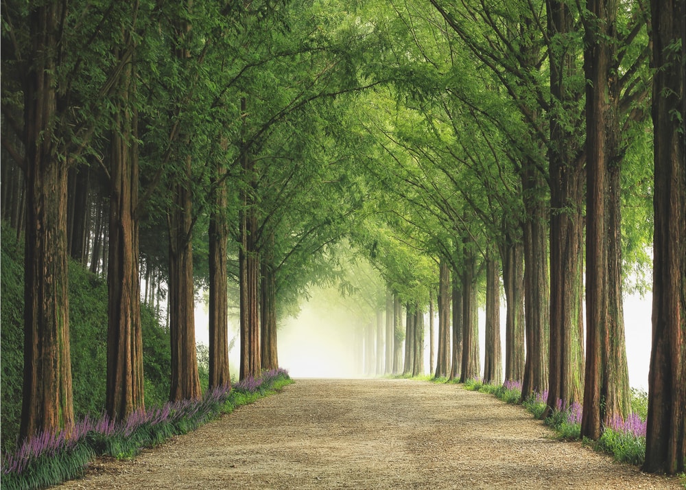Green Tree Tunnel Path