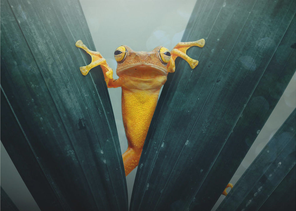 Gold Frog