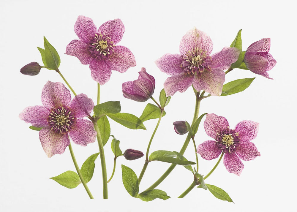 Helleborus x hybridus Tutu