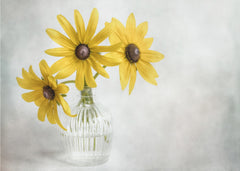 Rudbeckia