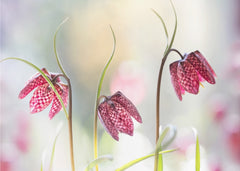 Snakes head Fritillary