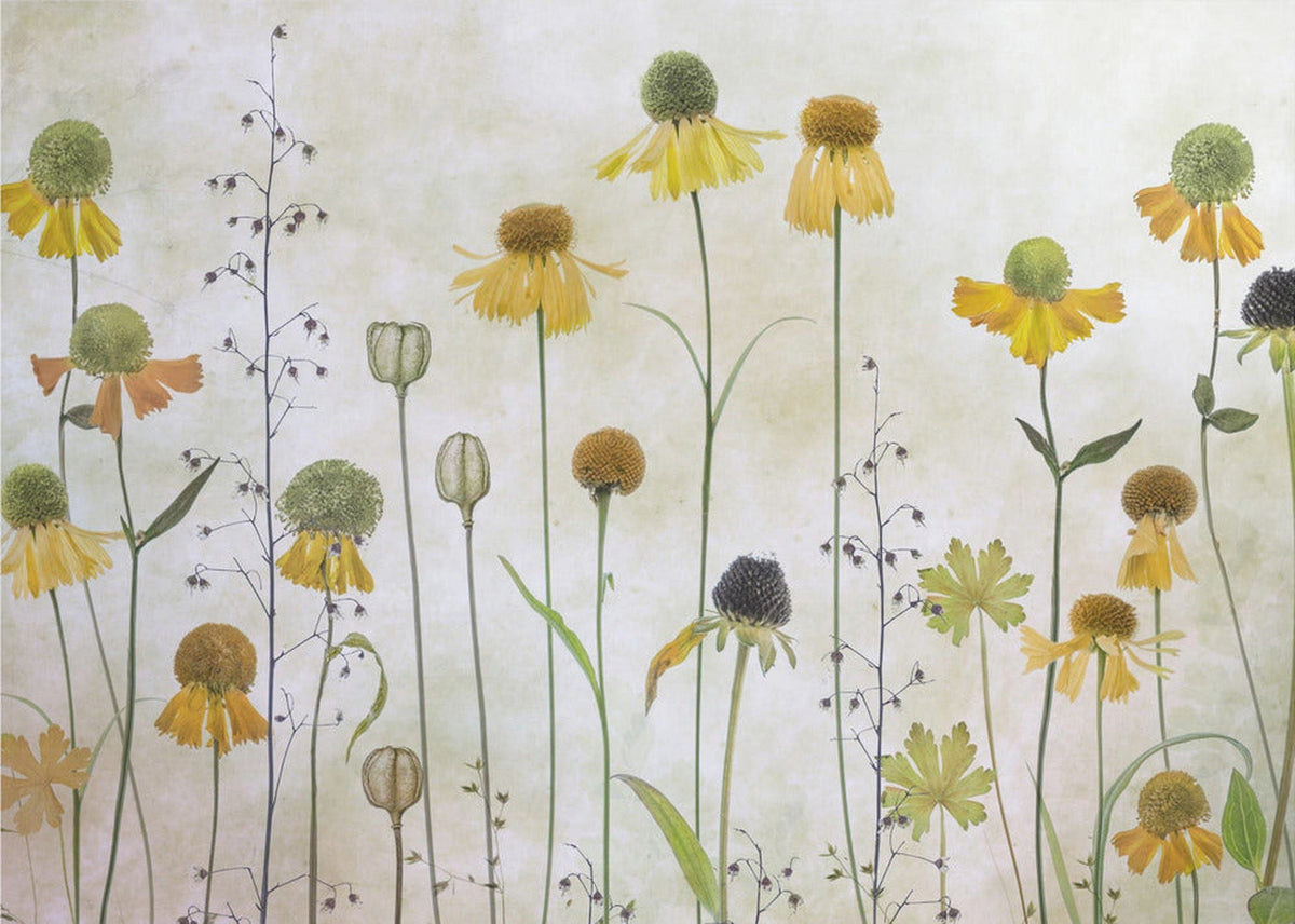 Sneezeweed